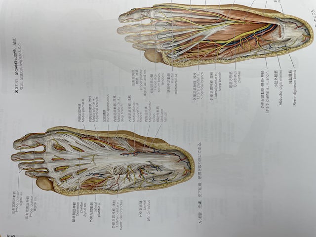 足裏の神経
